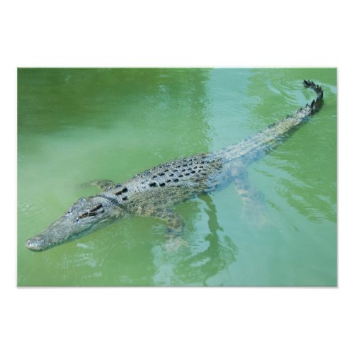 Saltwater Crocodile in Australia Photo Print