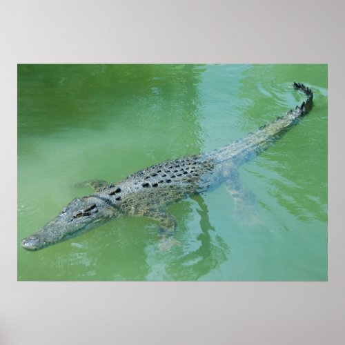 Saltwater Crocodile in Australia Poster