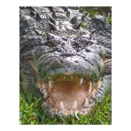 Saltwater crocodile in Kakadu Northern Territory Photo Print