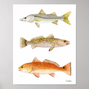 Saltwater Game Fish- Snook, Seatrout & Redfish Poster