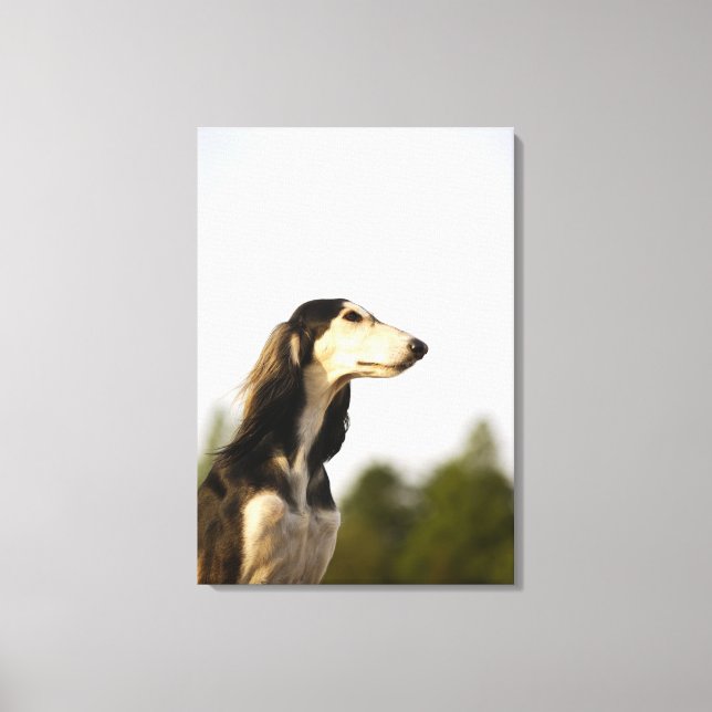 Saluki 2 canvas print (Front)