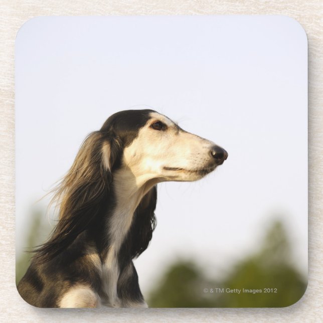 Saluki 2 drink coaster (Front)