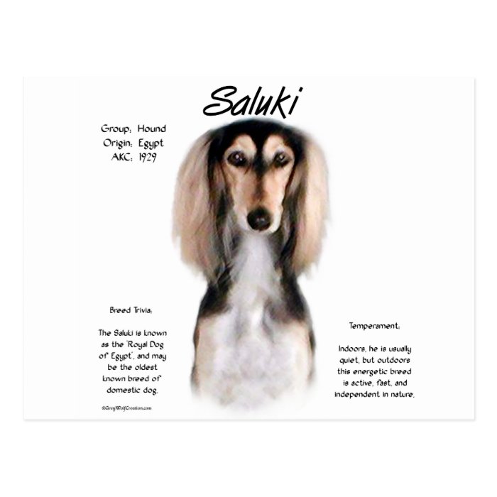 Saluki History Design Postcard