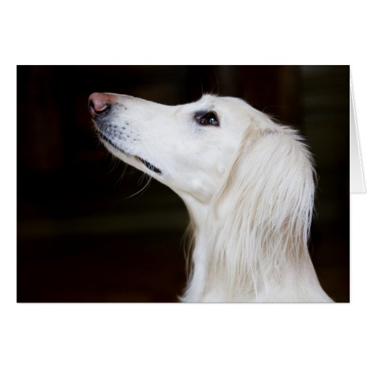 Saluki Looking Up Cards (Front Horizontal)