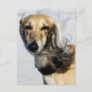 Saluki Portrait Postcard