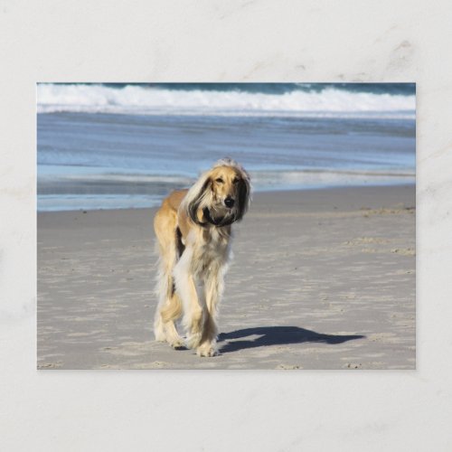 Saluki Stroll on the Beach Postcard