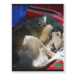 Saluki Temporary Tattoos