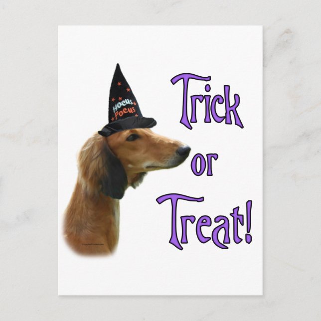 Saluki Trick Postcard (Front)