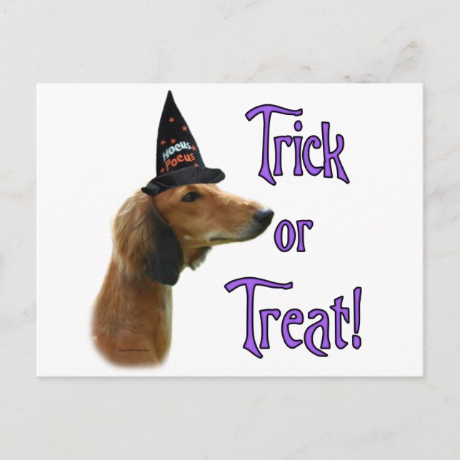 Saluki Trick Postcard (Front)