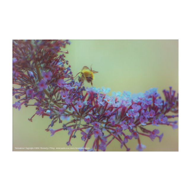 Salutations Acrylic Print (Front)
