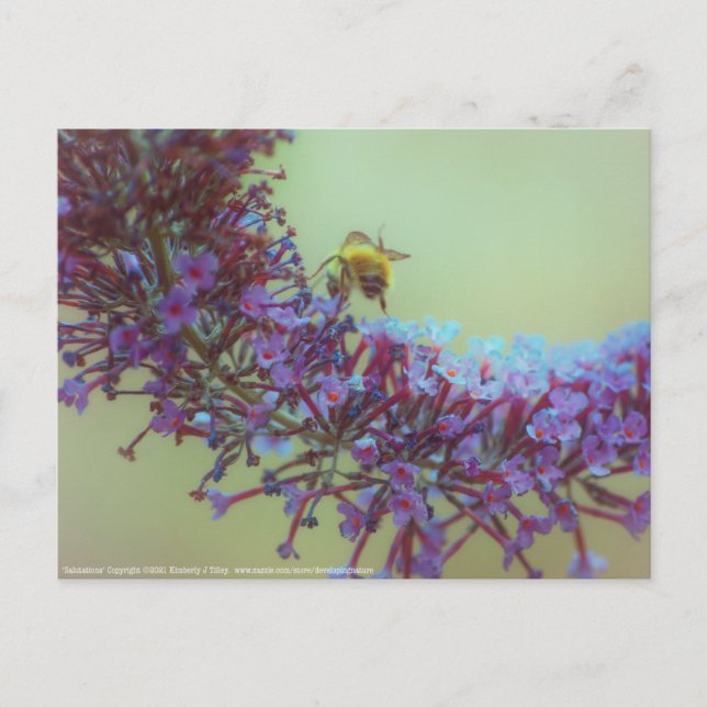 Salutations Postcard (Front)