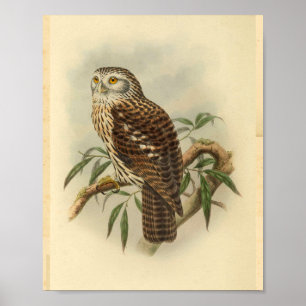 Salvadori's Hawk Owl Bird Color Vintage Print