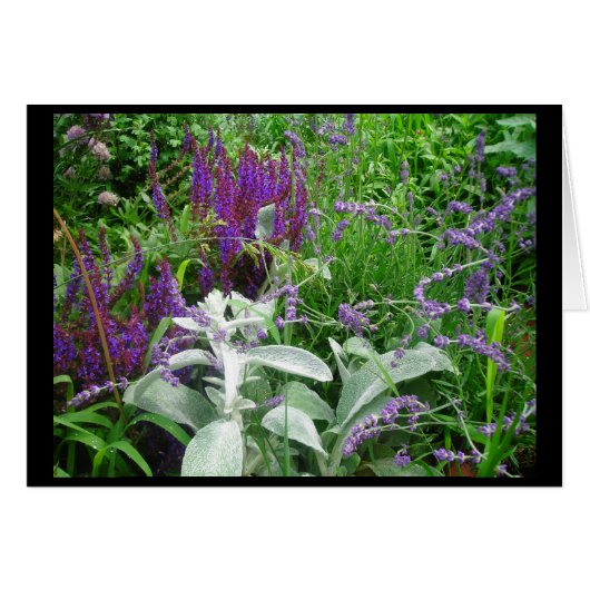 SALVIA AND LAMB'S EAR CARDS (Front Horizontal)