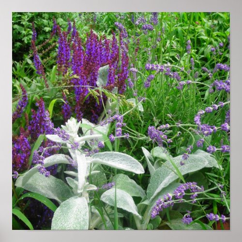 Salvia Lambs ear and Lavandar poster