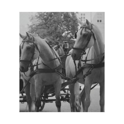 Salzburg Fiaker Horses in black and white. Canvas Print