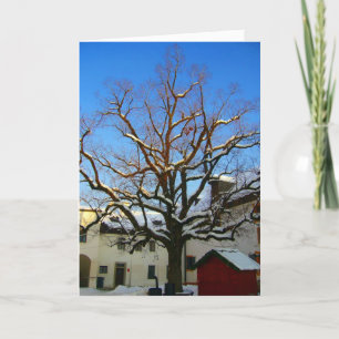 salzburg snow tree holiday card