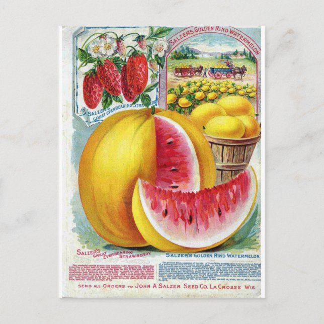 Salzer Watermelons Postcard (Front)