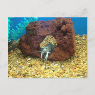 Sam the blue lobster crayfish postcard