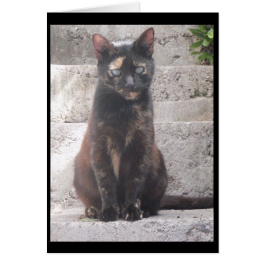 Samantha the Bush Cat Cards (Front)