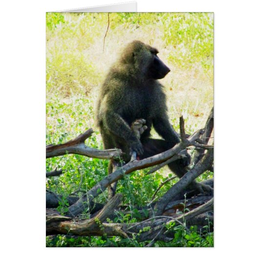 Samburu Baboon Cards (Front)