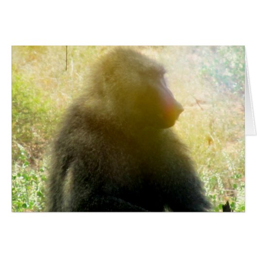 Samburu Baboon Closeup Cards (Front Horizontal)