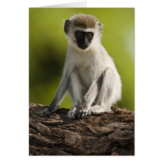 Samburu Game Reserve, Kenya, Vervet Monkey, Cards (Front)