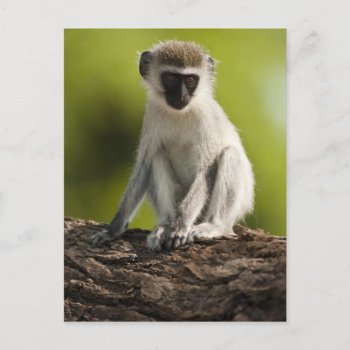 Samburu Game Reserve  Kenya  Vervet Monkey  Postcard by theworldofanimals at Zazzle