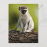 Samburu Game Reserve, Kenya, Vervet Monkey, Postcard