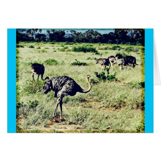 Samburu Ostriches Cards (Front Horizontal)