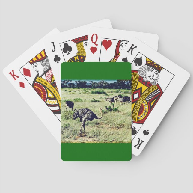 Samburu Ostriches Poker Cards (Back)