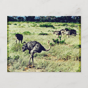 Samburu Ostriches Postcard