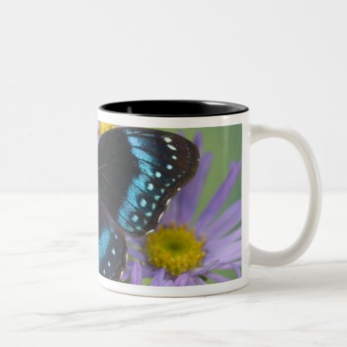 Sammamish Washington Photograph of Butterfly 14 Two_Tone Coffee Mug