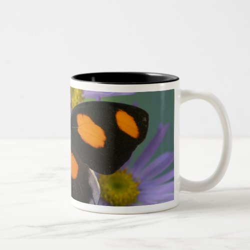 Sammamish Washington Photograph of Butterfly 15 Two_Tone Coffee Mug