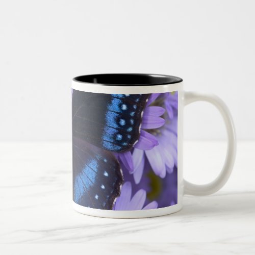 Sammamish Washington Photograph of Butterfly 20 Two_Tone Coffee Mug
