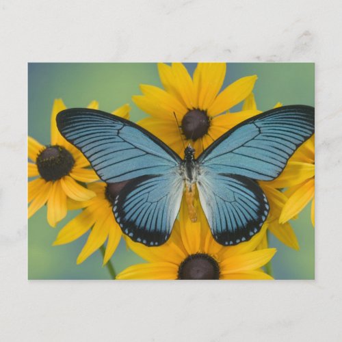 Sammamish Washington Photograph of Butterfly 22 Postcard