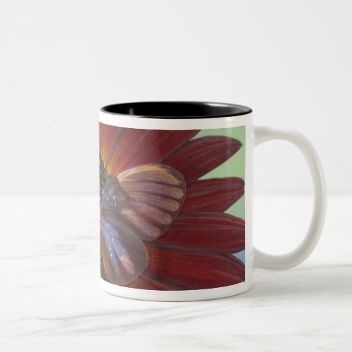 Sammamish Washington Photograph of Butterfly 25 Two_Tone Coffee Mug