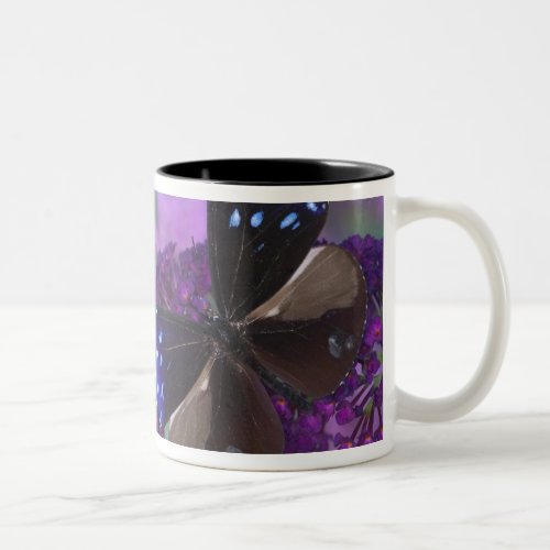 Sammamish Washington Photograph of Butterfly 30 Two_Tone Coffee Mug