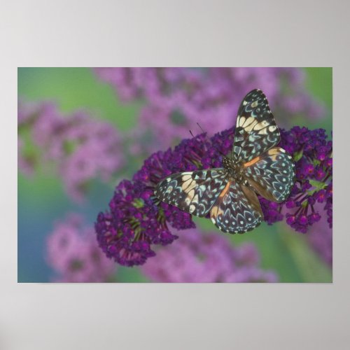 Sammamish Washington Photograph of Butterfly 34 Poster