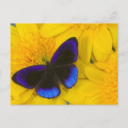 Sammamish Washington Photograph of Butterfly 41 Postcard