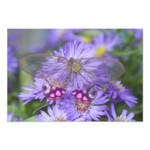 Sammamish Washington Photograph of Butterfly 46