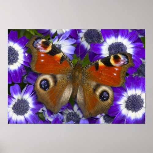 Sammamish Washington Photograph of Butterfly 9 Poster