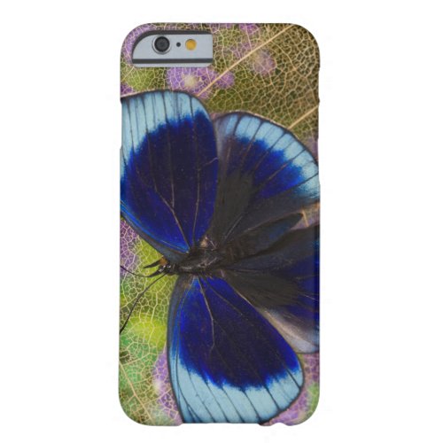 Sammamish Washington Photograph of Butterfly Barely There iPhone 6 Case