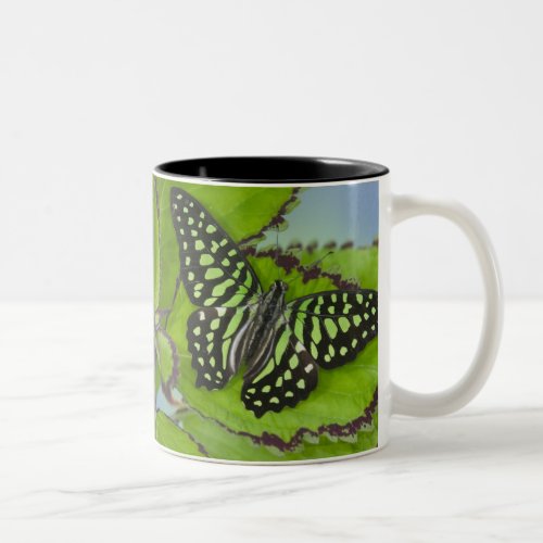 Sammamish Washington Photograph of Butterfly on 11 Two_Tone Coffee Mug