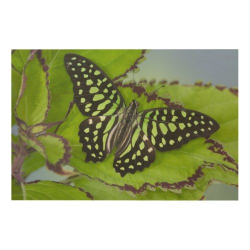 Sammamish Washington Photograph of Butterfly on 11 Wood Wall Decor