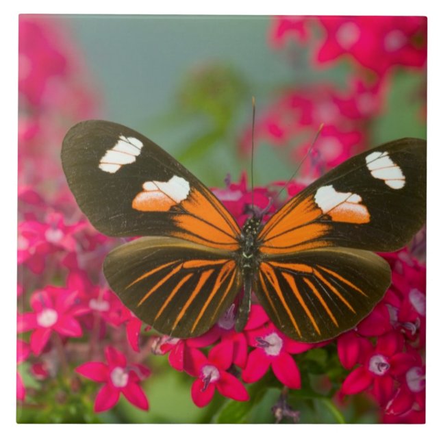 Sammamish Washington Photograph of Butterfly on 14 Ceramic Tile (Front)