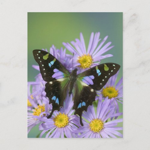 Sammamish Washington Photograph of Butterfly on 4 Postcard