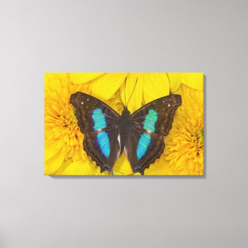 Sammamish Washington Photograph of Butterfly on 7 Canvas Print