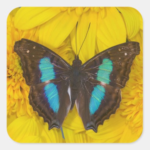 Sammamish Washington Photograph of Butterfly on 7 Square Sticker