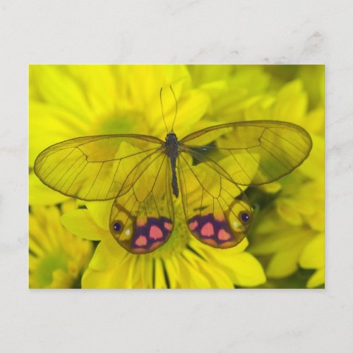 Sammamish Washington Photograph of Butterfly on 8 Postcard