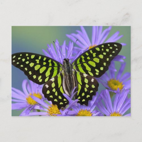 Sammamish Washington Photograph of Butterfly on 9 Postcard